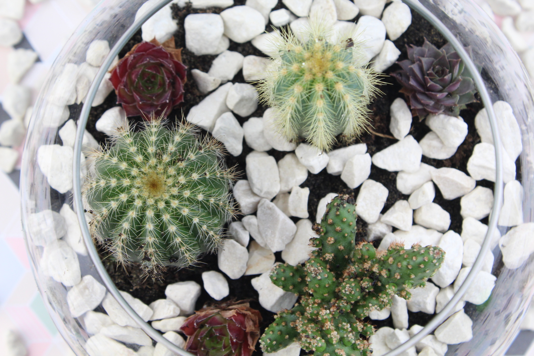 Kaktus im Glas - Deko DIY - pinselleicht - einfaches Hand